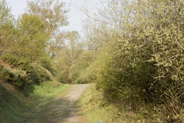 Ormandan geçen bir yol