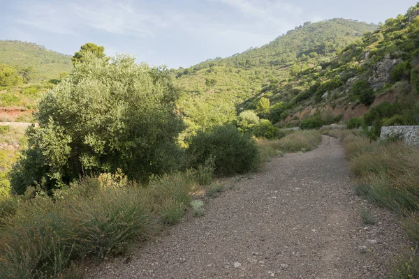 Attraverso il deserto delle palme — Foto Stock