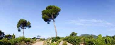 Castellon'daki palmiyelerin çölünden