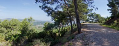 Castellon'daki palmiyelerin çölünden