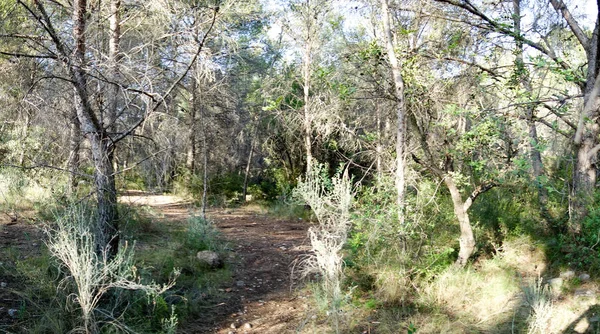 A través del desierto de las palmeras en Castellón — Foto de Stock