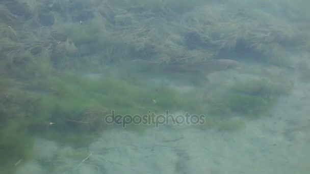 Un gruppo di diversi pesci lungo il fiume — Video Stock