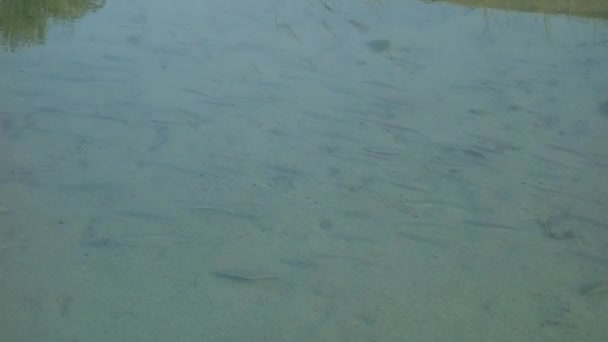 Un groupe de plusieurs poissons 