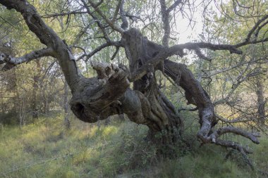 Ne büyük bir ağaç vardı gövde