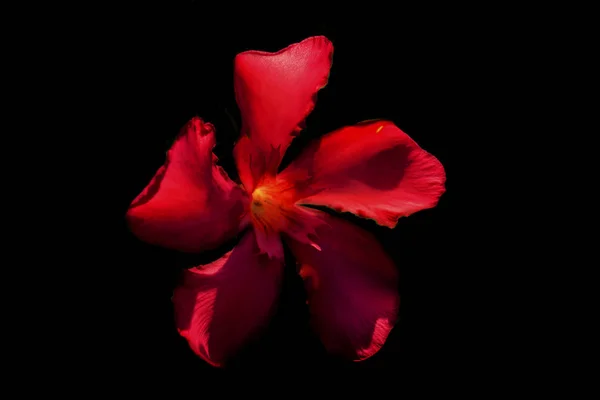 Eine rote Blume — Stockfoto