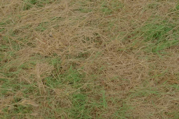En gräs bakgrund — Stockfoto