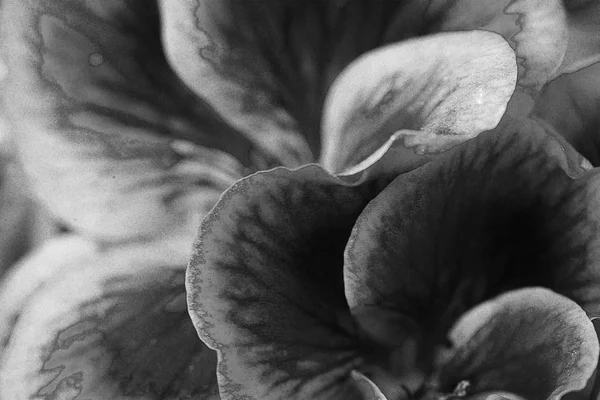 Un géranium passé au noir et blanc — Photo