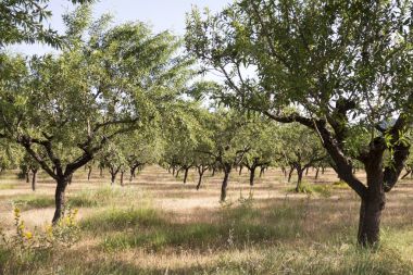 Pina köyü de Montalgrao çevresinde