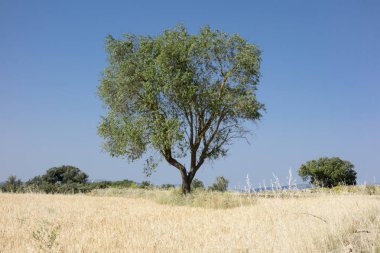 Pina köyü de Montalgrao çevresinde
