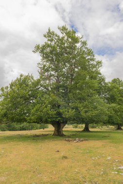 Doğal park Urbasa ve andia