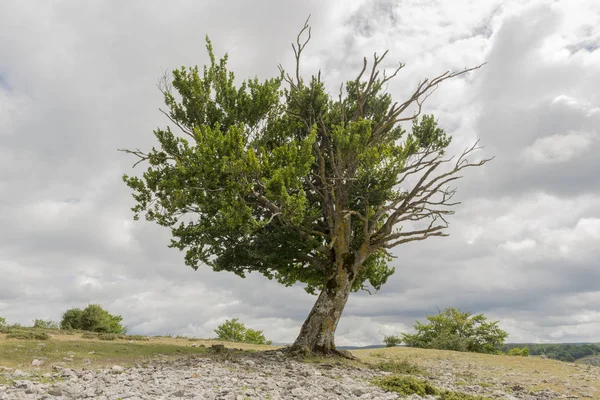 Naturpark von Urbasa und Andia — Stockfoto