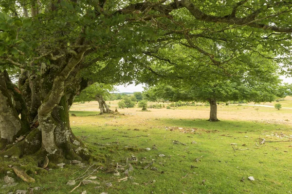 Doğal park Urbasa ve andia