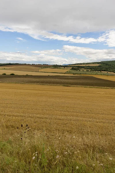 Saman navarra il alanında