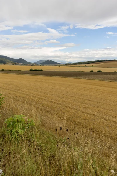Saman navarra il alanında
