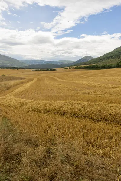 Saman navarra il alanında