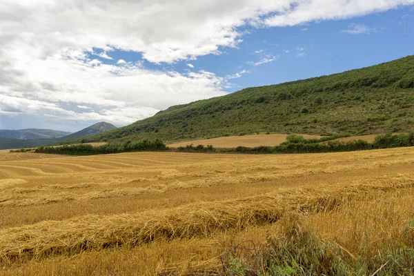 Saman navarra il alanında