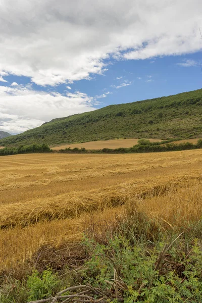 Saman navarra il alanında