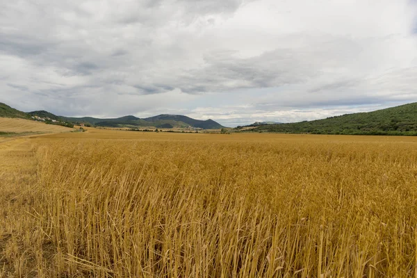 Strohfeld in der Provinz Navarra — Stockfoto