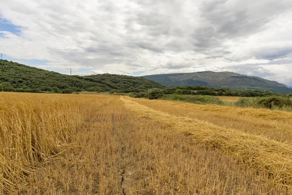 Saman navarra il alanında