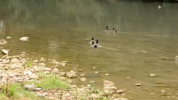 Patos nadando en el río — Vídeos de Stock