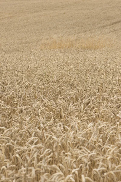 Pyrenees buğday alanında