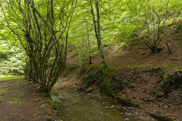 Las w Irati — Zdjęcie stockowe