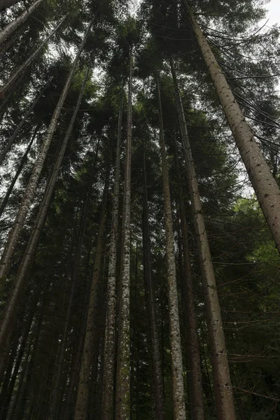 Bosque en Irati — Foto de Stock