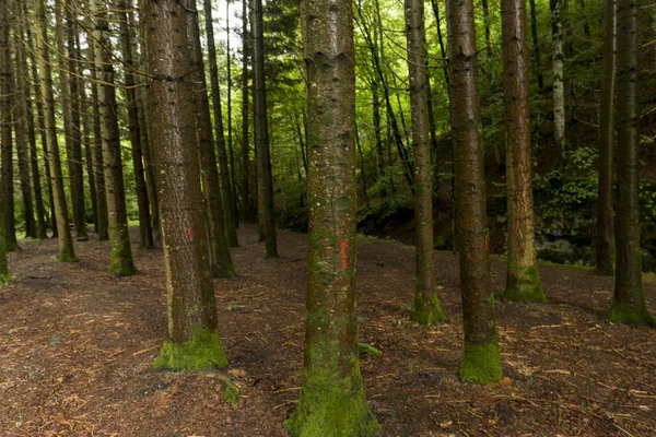 Ліс у Irati — стокове фото