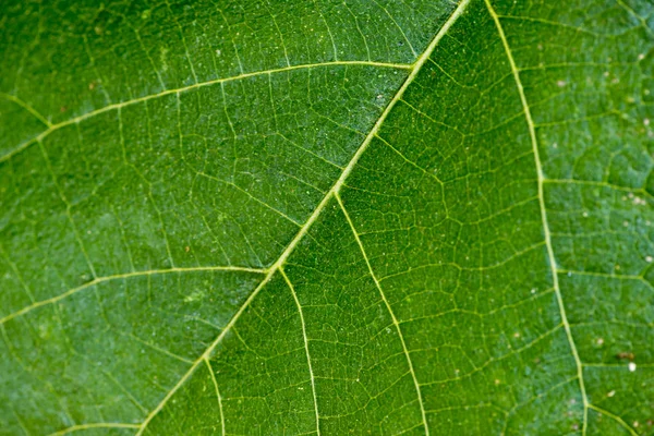 Fundo de uma folha verde — Fotografia de Stock