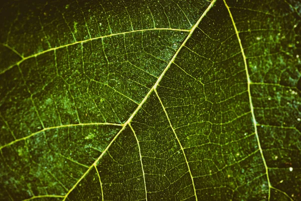 Hintergrund eines grünen Blattes — Stockfoto
