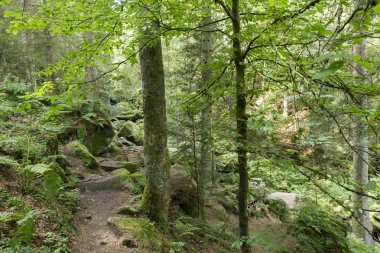 Ormanda Triverg Köyü 