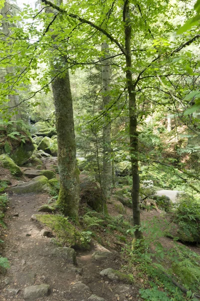 Ліс в селі Triverg — стокове фото