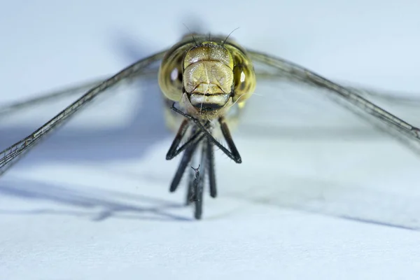 Makro fotografii dragonfly — Stock fotografie