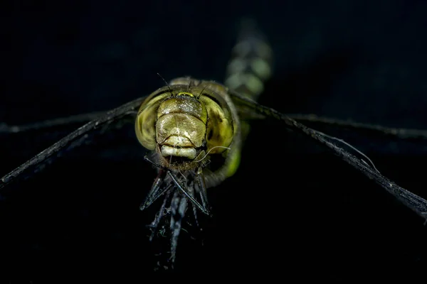 Makro fotografii dragonfly — Stock fotografie