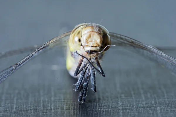 Makro fotografii dragonfly — Stock fotografie