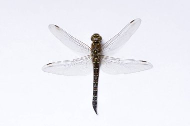 Bir makro fotoğraf yusufçuk