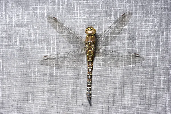 Makro fotografii dragonfly — Stock fotografie