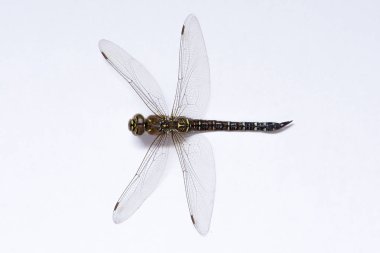 Bir makro fotoğraf yusufçuk