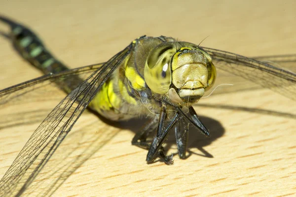 Makro fotografii dragonfly — Stock fotografie