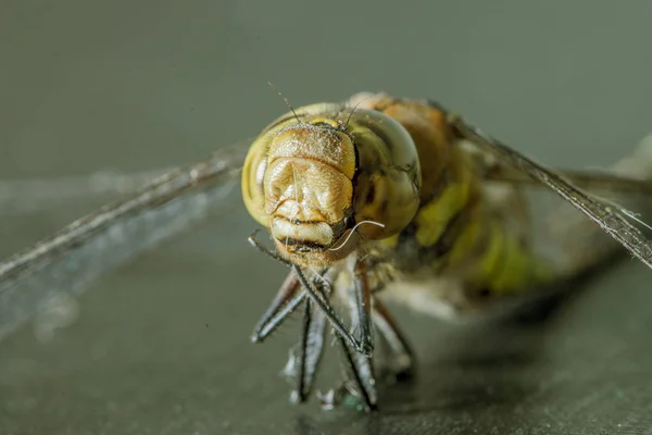 Makro ir dragonfly — Stock fotografie