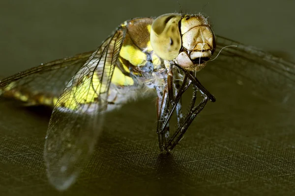 Makro ir dragonfly — Stock fotografie