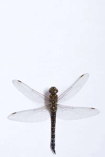Makro ir dragonfly — Stock fotografie