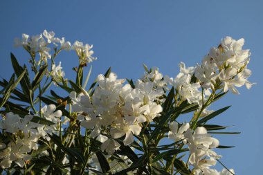 Çiçek Fotoğrafçılık