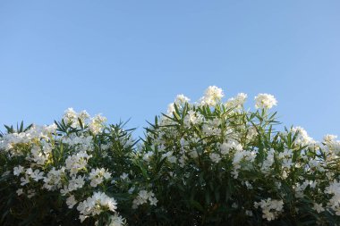 Çiçek Fotoğrafçılık