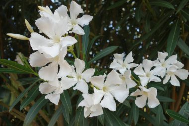 Çiçek Fotoğrafçılık