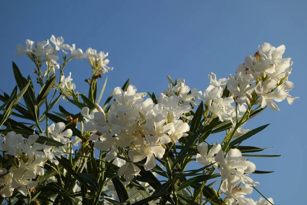 Çiçek Fotoğrafçılık