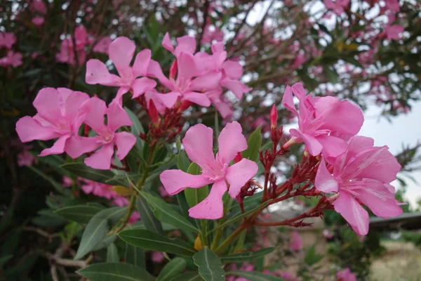 Fotografie van bloemen — Stockfoto