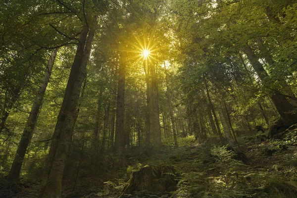 Ліс в село Triverg в Німеччині — стокове фото