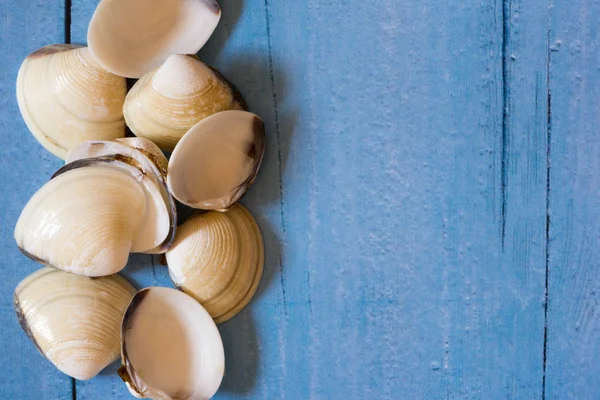 A background of a blue color with several seashells Stock Image