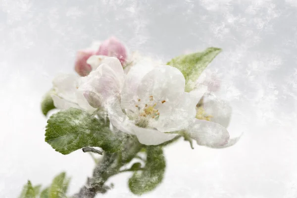 Macro fleur blanche — Photo